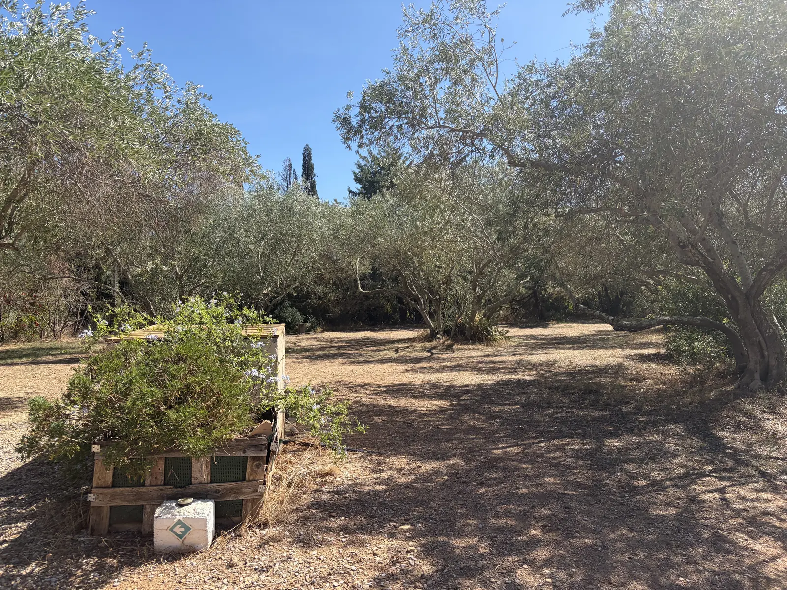 Emplacements ombragés parmi les oliviers