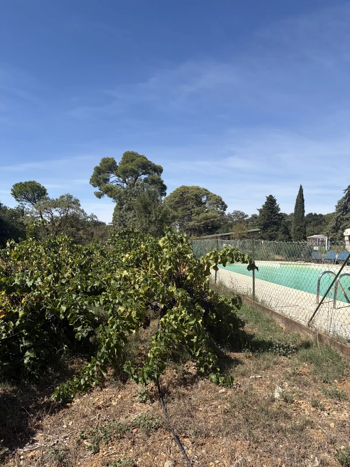 Vue sur les vignes du domaine
