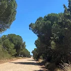 Chemin bordé de pins