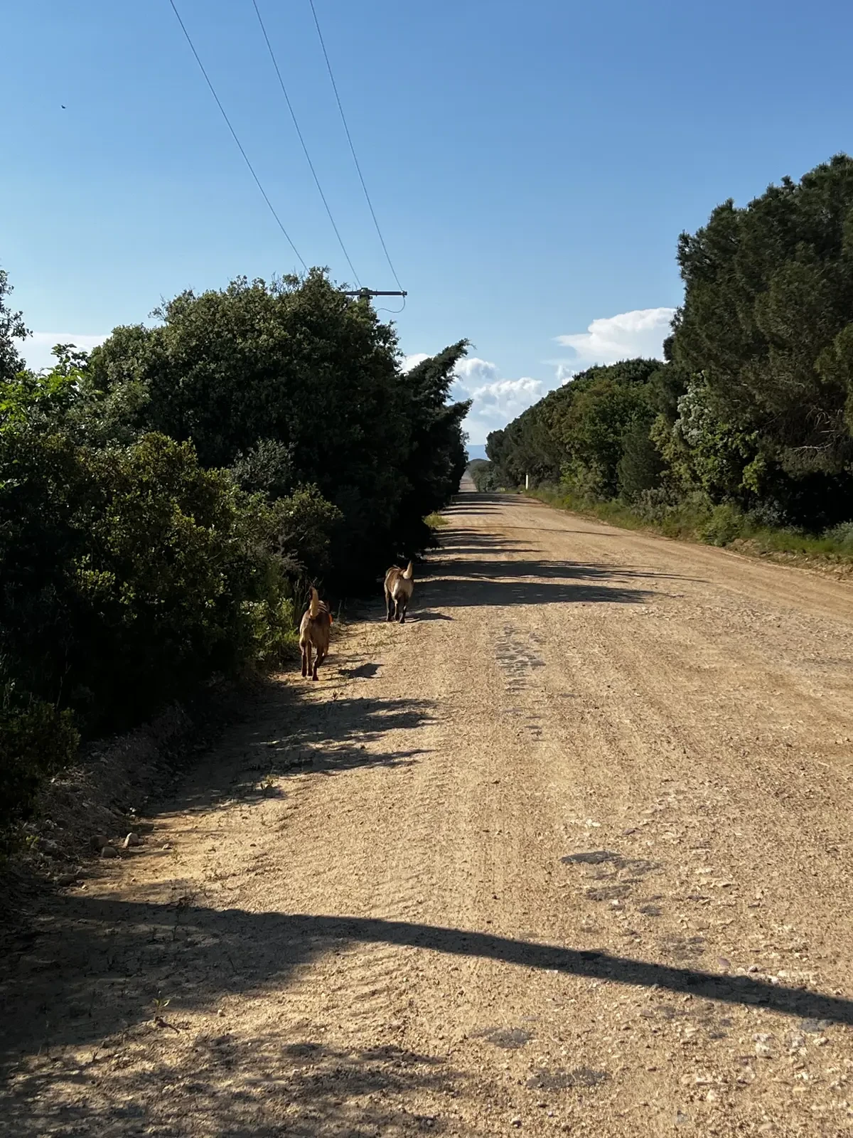 Chemin de terre, accès autorisé aux chiens
