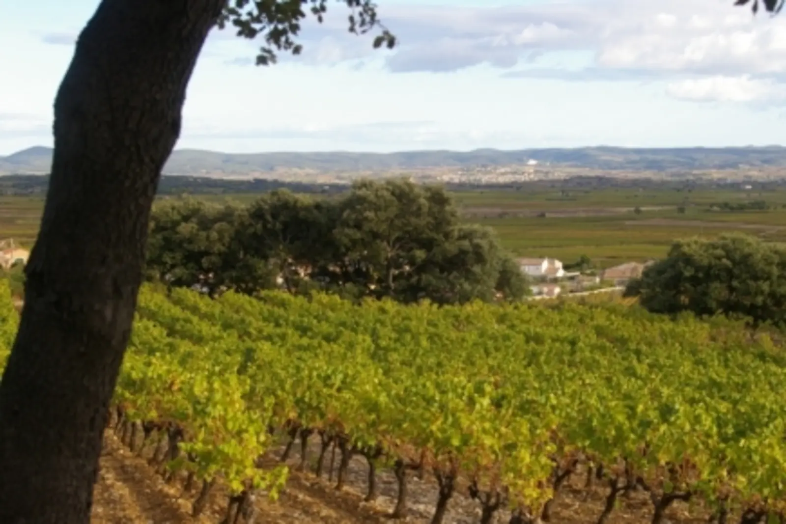 Cave coopérative des vins de Saint-Saturnin de Lucian