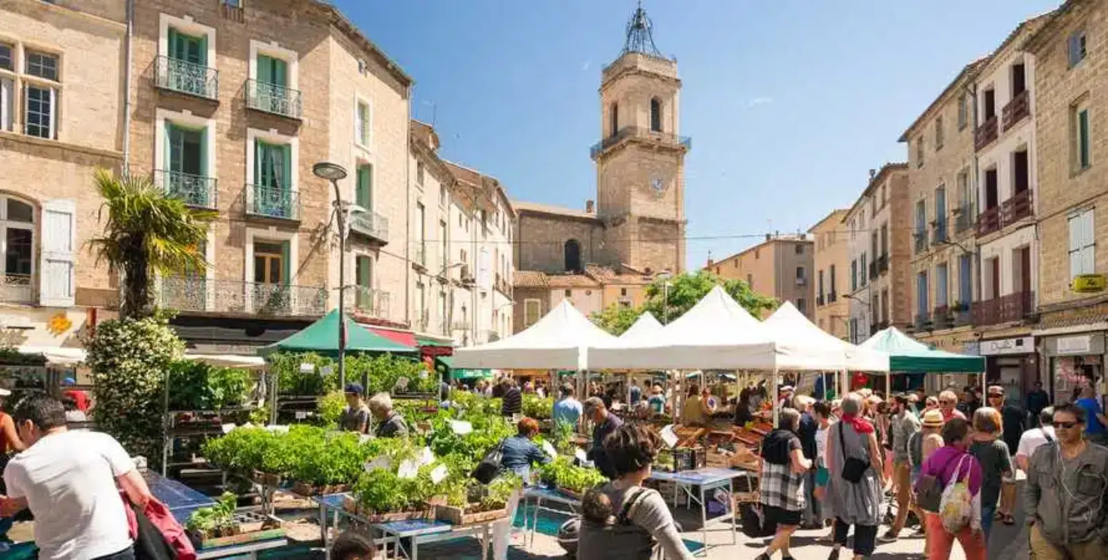 Marché de Montagnac sous les platanes de l'esplanade