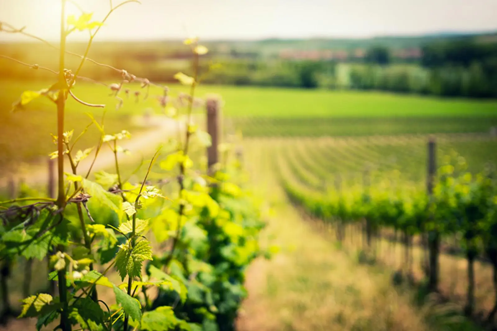 Vignobles du Picpoul de Pinet à l'est de l'étang de Thau