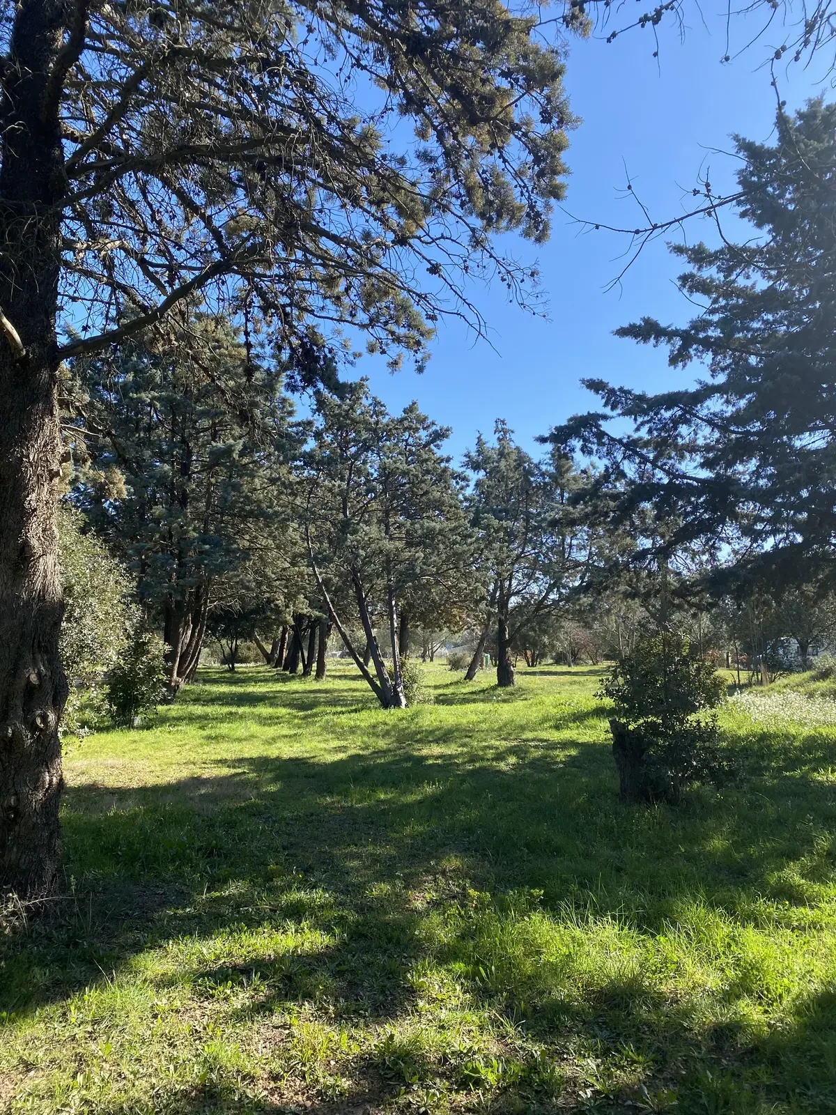 Prairie ombragée par les pins