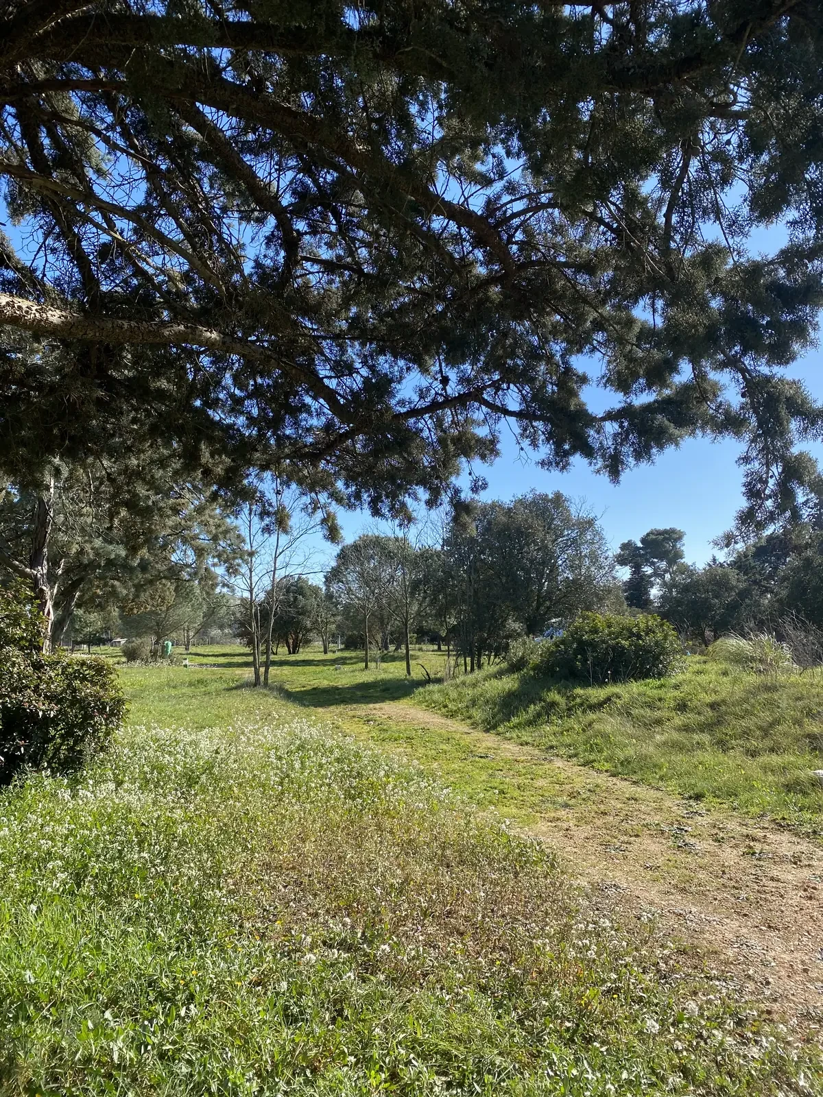 Sentier sous les pins bordé de fleurs sauvages